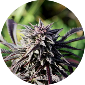 Top-Tao-Seeds-Tao-Purple-Regular-Cannabis-Seeds-Annibale-Seedshop