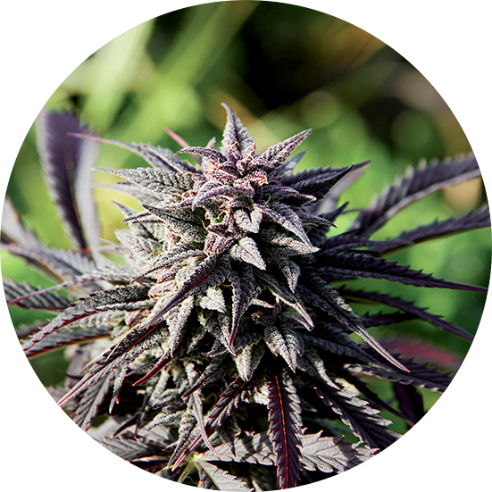 Top-Tao-Seeds-Tao-Purple-Regular-Cannabis-Seeds-Annibale-Seedshop