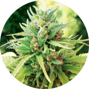 Top-Tao-Seeds-TaoMatic-Auto-Regular-Cannabis-Seeds-Annibale-Seedshop