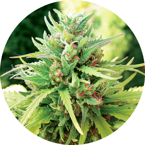 Top-Tao-Seeds-TaoMatic-Auto-Regular-Cannabis-Seeds-Annibale-Seedshop