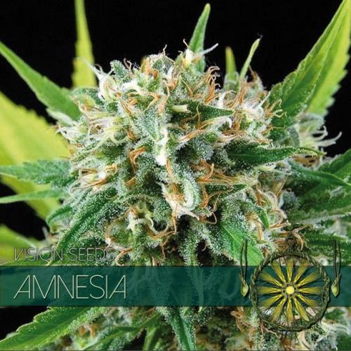 Vision-Seeds-Amnesia-Feminized-Cannabis-Seeds-Annibale-Seedshop