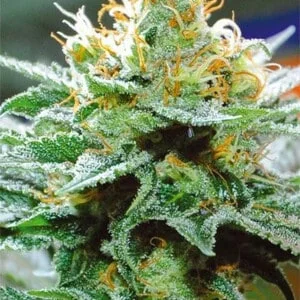 Vision-Seeds-Amnesia-x-Buddha-Kush-Feminized-Cannabis-Seeds-Annibale-Seedshop