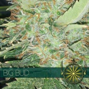 Vision-Seeds-Big-Bud-Feminized-Cannabis-Seeds-Annibale-Seedshop
