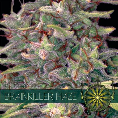 Vision-Seeds-Brainkiller-Haze-Feminized-Cannabis-Seeds-Annibale-Seedshop