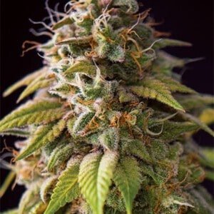 Vision-Seeds-Caramel-Monster-Feminized-Cannabis-Seeds-Annibale-Seedshop