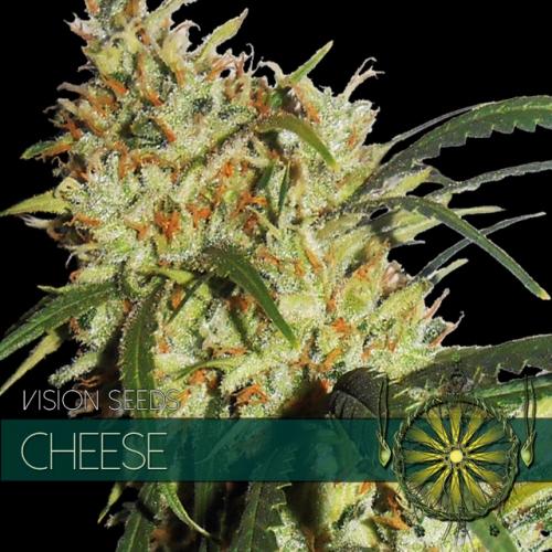 Vision-Seeds-Cheese-Feminized-Cannabis-Seeds-Annibale-Seedshop