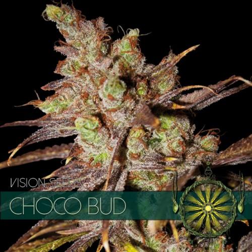 Vision-Seeds-Choco-Bud-Feminized-Cannabis-Seeds-Annibale-Seedshop