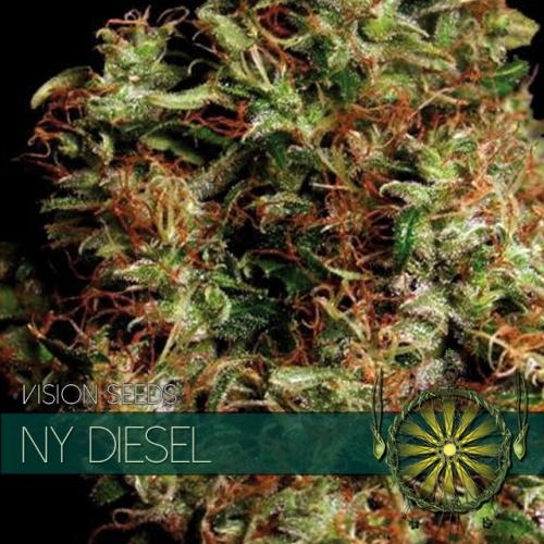 Vision-Seeds-New-York-Diesel-Feminized-Cannabis-Seeds-Annibale-Seedshop