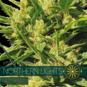 Vision-Seeds-Northern-Lights-Auto-Feminized-Cannabis-Seeds-Annibale-Seedshop