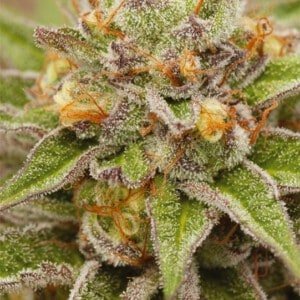 Vision-Seeds-Pure-Gelato-Feminized-Cannabis-Seeds-Annibale-Seedshop