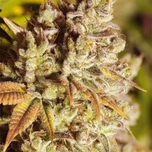 Vision-Seeds-Vision-Gorilla-Feminized-Cannabis-Seeds-Annibale-Seedshop