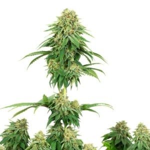 White-Label-Girl-Scout-Cookies-Feminized-Cannabis-Seeds-Annibale-Seedshop