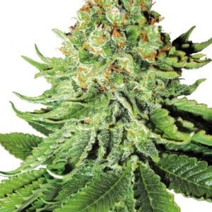 White-Label-Northern-Lights-Autoflowering-Feminized-Cannabis-Seeds