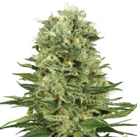 White-Label-Skunk-_1-Autoflowering-Feminized-Cannabis-Seeds