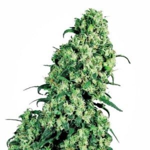 White-Label-Skunk-_1-Feminized-Cannabis-Seeds-Annibale-Seedshop