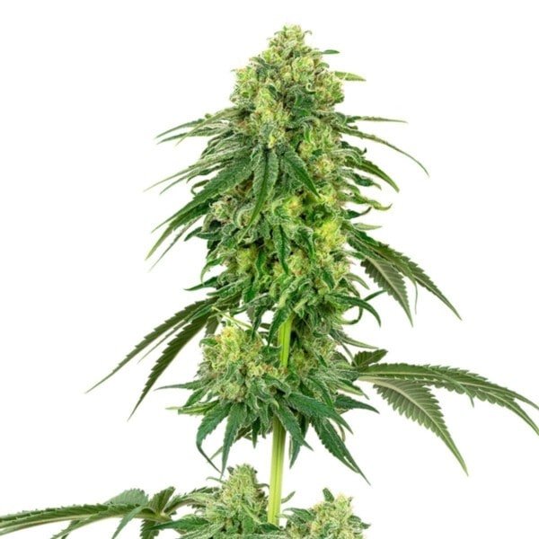 White-Label-Strawberry-Kush-Feminized-Cannabis-Seeds-Annibale-Seedshop