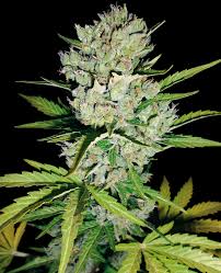 White-Label-Super-skunk-Autoflowering-Feminized-Cannabis-Seeds