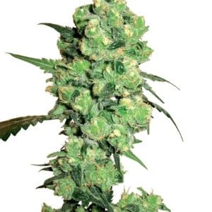 White-Label-Super-skunk-Feminized-Cannabis-Seeds-Annibale-Seedshop