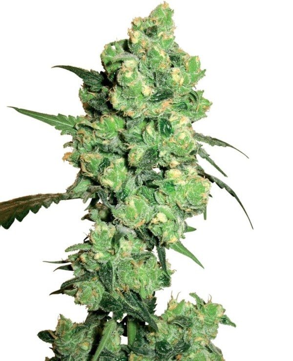 White-Label-Super-skunk-Feminized-Cannabis-Seeds-Annibale-Seedshop