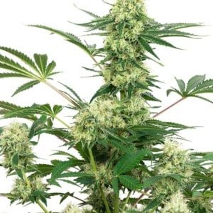 White-Label-Wedding-Cake-Feminized-Cannabis-Seeds-Annibale-Seedshop