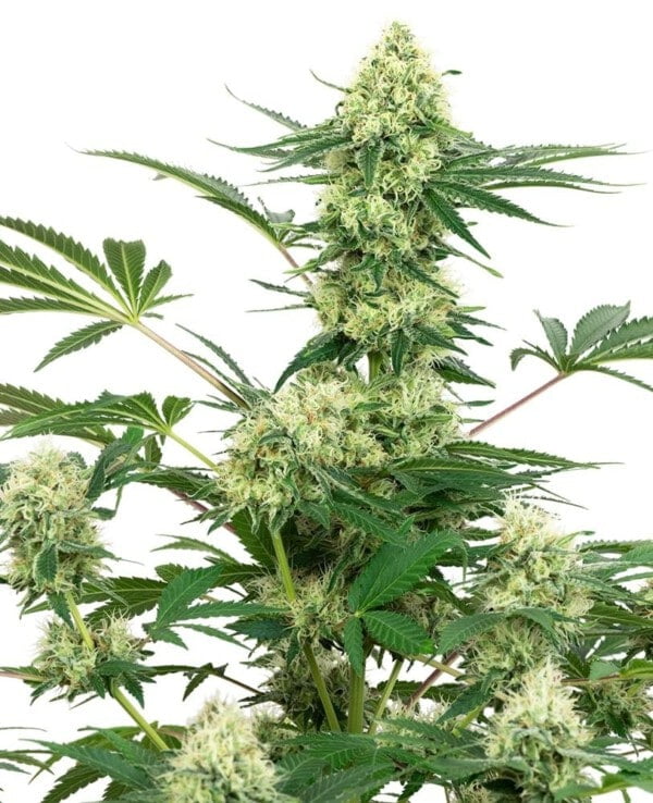 White-Label-Wedding-Cake-Feminized-Cannabis-Seeds-Annibale-Seedshop