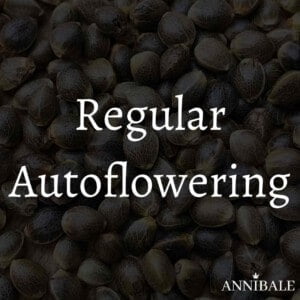 Regular Autoflowering Cannabis Seeds