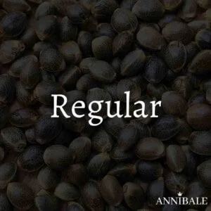 Regular Cannabis Seeds