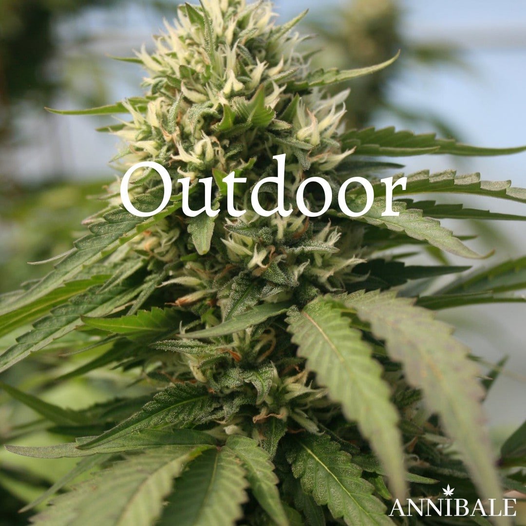 Semi di Cannabis Outdoor