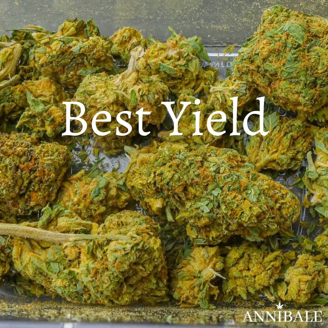Best Yield