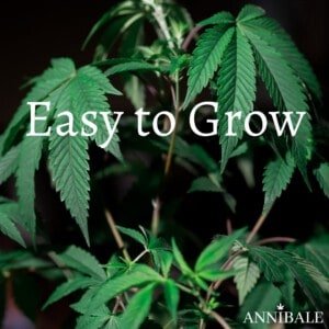 Easy to Grow