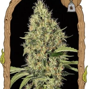 Exotic Seeds Gypsy Widow Feminized Cannabis Seeds Annibale Seedshop