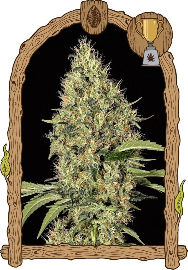 Exotic Seeds Gypsy Widow Feminized Cannabis Seeds Annibale Seedshop