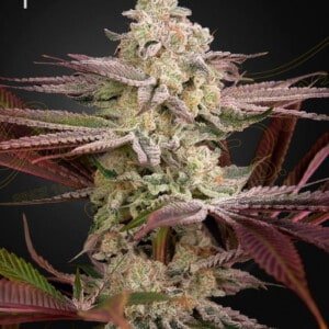 chemical bride feminized green house seeds annibale seedshop