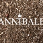Cannabis Substrate: Soil, Coco or Hydroponic