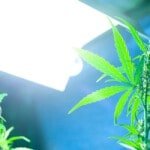 cannabis e luce: sole o lampada da coltivazione indoor