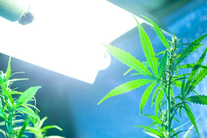 cannabis e luce: sole o lampada da coltivazione indoor