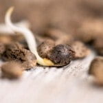 fase germinazione nella pianta di cannabis marijuana canapa