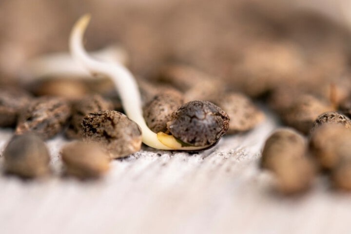 fase germinazione nella pianta di cannabis marijuana canapa