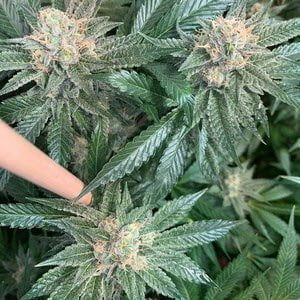 U.S.A. Cannabis Seeds | Over 35 Strains! - Annibale Seedshop