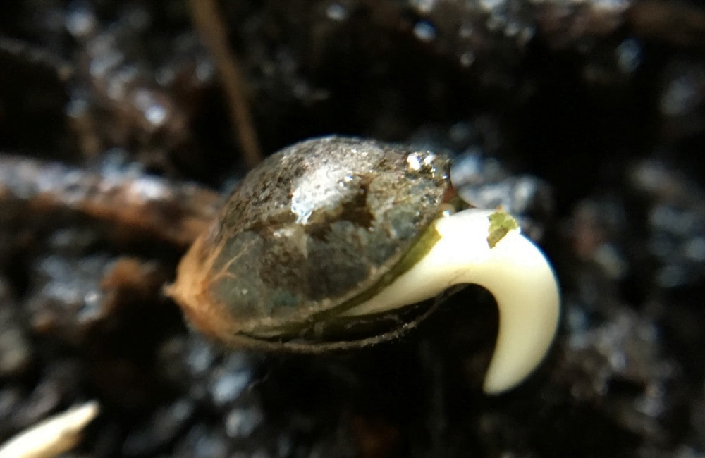 germination stage cannabis plants