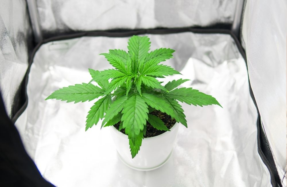 vegetative stage of cannabis plants blog article