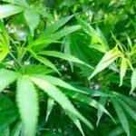 fase vegetativa della pianta di cannabis