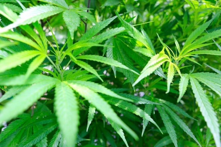 fase vegetativa della pianta di cannabis