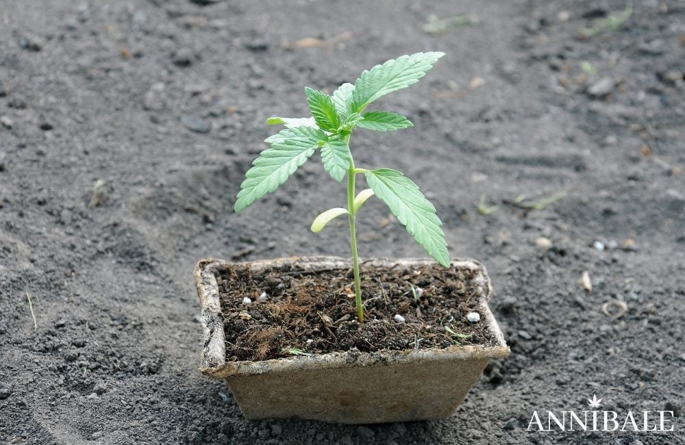 Annibale Seedshop how to germinate cannabis seeds