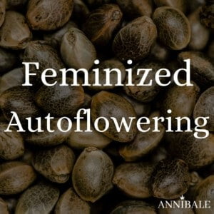 Feminized Autoflowering Cannabis Seeds