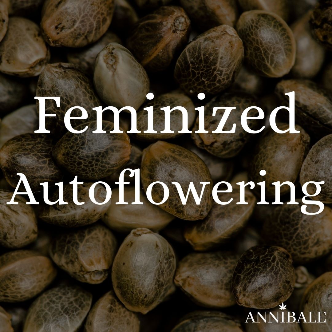 Feminized Autoflowering Cannabis Seeds