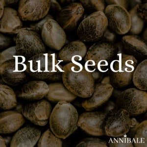 Cannabis Bulk Seeds