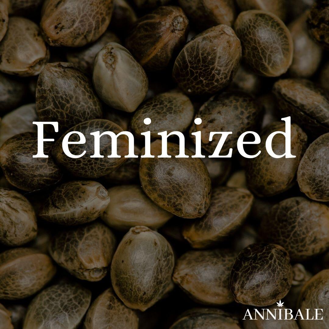 Feminized Cannabis Seeds