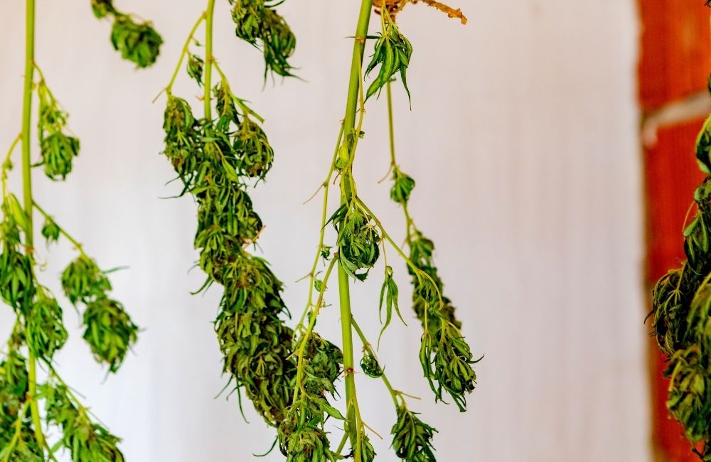 best way to do a cannabis harvest and drying