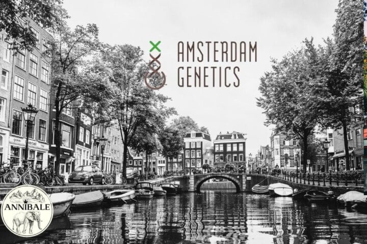 Amsterdam Genetics Semi Gratuiti [PROMO]